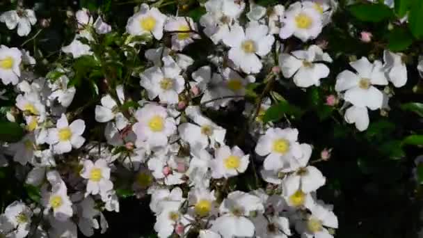 Róża Jest Drzewiastą Wieloletnią Rośliną Kwitnącą Rodzaju Rosa Rodzinie Rosaceae — Wideo stockowe