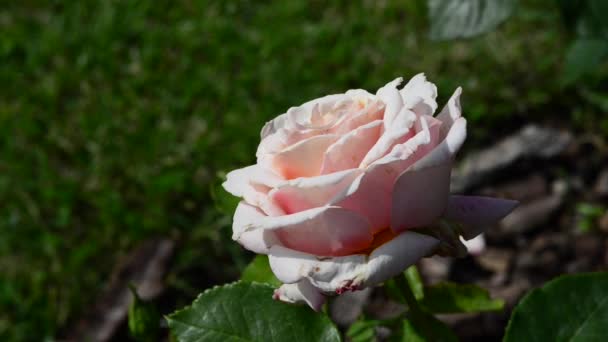 Une Rose Est Une Plante Ligneuse Vivace Fleurs Genre Rosa — Video