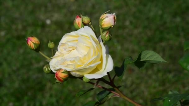 Een Roos Een Vaste Plant Van Het Geslacht Rosa Behorend — Stockvideo