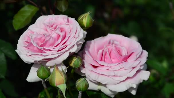 Růže Dřevitá Věčně Kvetoucí Rostlina Rodu Rosa Čeledi Rosaceae — Stock video