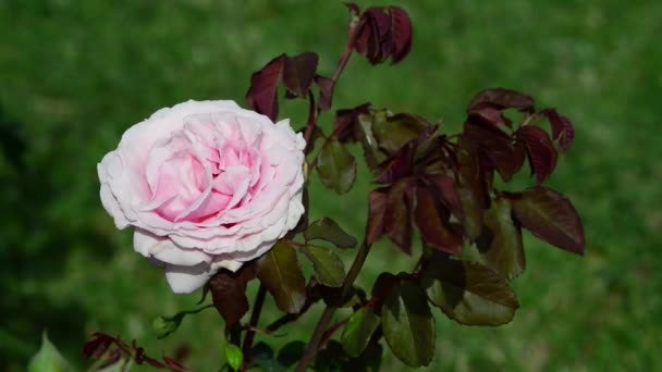 バラは ロサ科のロサ属の木本多年草の開花植物です — ストック動画