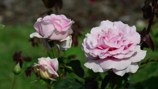 Roseira Uma Planta Com Flor Perene Lenhosa Género Rosa Família — Vídeo de Stock