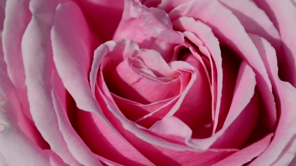 Una Rosa Una Planta Leñosa Perenne Del Género Rosa Perteneciente — Vídeo de stock