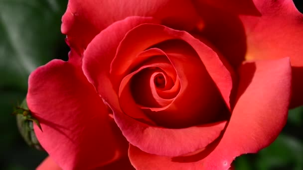 Una Rosa Una Planta Leñosa Perenne Del Género Rosa Perteneciente — Vídeo de stock