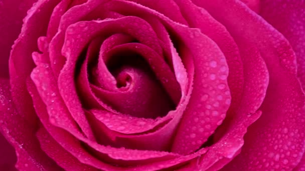 Ros Vedartad Perenn Blommande Växt Släktet Rosa Familjen Rosaceae — Stockvideo