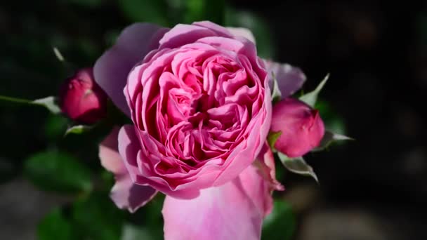 Růže Dřevitá Věčně Kvetoucí Rostlina Rodu Rosa Čeledi Rosaceae — Stock video