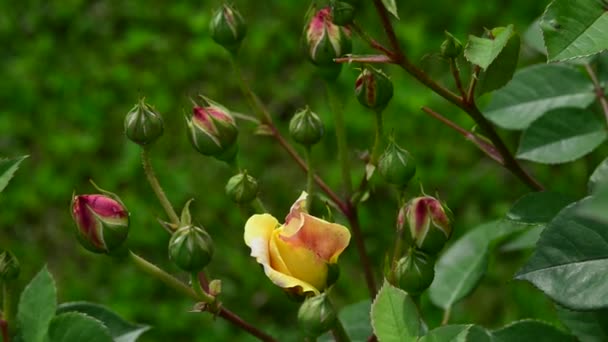 Une Rose Est Une Plante Ligneuse Vivace Fleurs Genre Rosa — Video