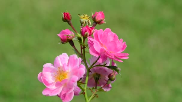 Rose Woody Perennial Flowering Plant Genus Rosa Family Rosaceae — Stock Video