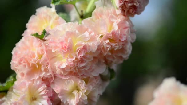 Gül Gülgiller Rosaceae Familyasından Bir Gül Türü — Stok video