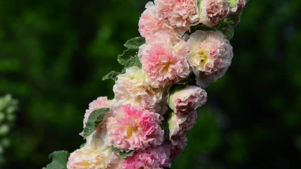 Ros Vedartad Perenn Blommande Växt Släktet Rosa Familjen Rosaceae — Stockvideo