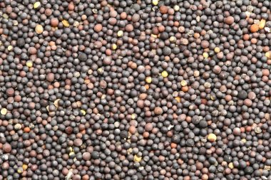 Siyah hardal tohumu doku