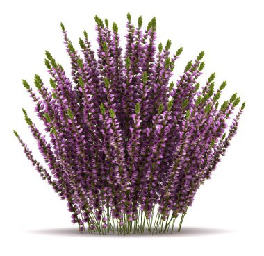 Tek Heather Bitkisi (izole edilmiş beyaz arkaplan)