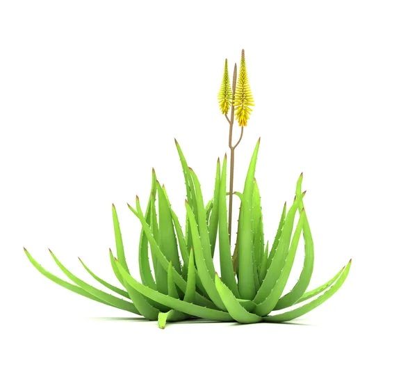 Única Planta Aloe Vera Fundo Branco Isolado — Fotografia de Stock