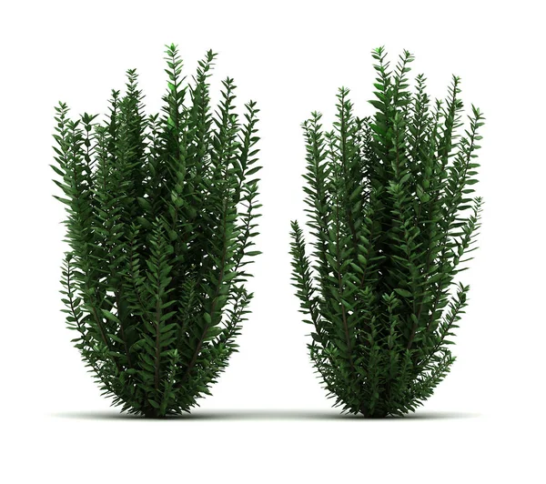 Two Privet Plant (isolated white background) — Stock Image Two Privet Plant Isolated White Background Stock Photo