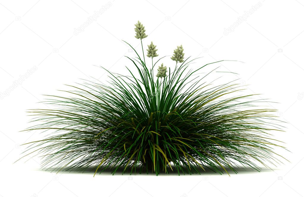 Single Blue Bunchgrass Plant (isolated white background)