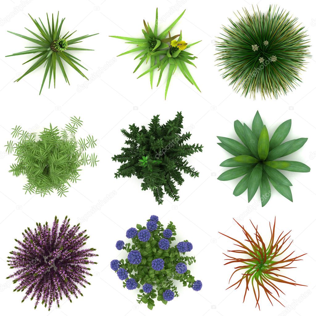 Some Plants for Landscaping (isolated white background)