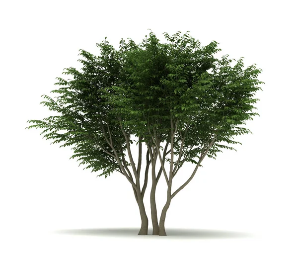 Arborescens Tree 배경에 고립됨 — 스톡 사진