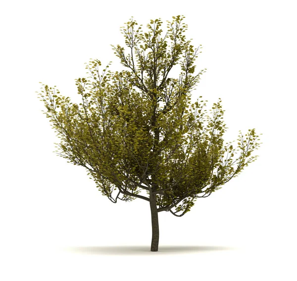 Pojedyncze Drzewo Cornus Mas Izolacja Białym Tle — Zdjęcie stockowe