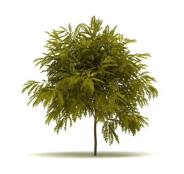 Singel Robinia Pseudoacacia Träd Isolerad Vit Bakgrund — Stockfoto