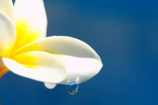 물방울 Frangipani Flower — 스톡 사진