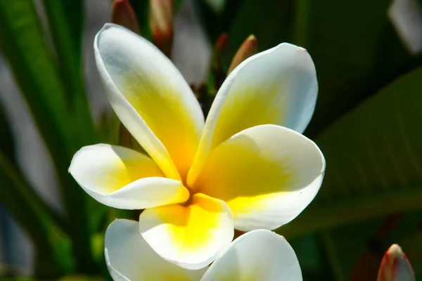 Weiße Plumeria Blume Frangipani Blume — Stockfoto