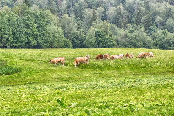 Paysage rural dans une fromagerie avec des pattes mangeant de l'herbe — Photo