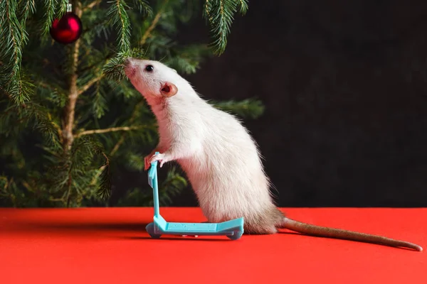 Happy New Year 2020. Christmas composition with a real rat, symbol of the year. Rat on a mini scooter near a Christmas tree with toys