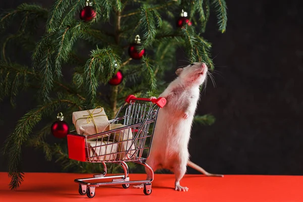 С Новым 2020 годом. Рождественская композиция с настоящей крысой, символом года. Крыса возле елки с игрушками держит тележку с подарками после покупки — стоковое фото