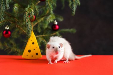 Mutlu Yıllar 2020. Gerçek bir sıçanla Noel kompozisyonu, yılın sembolü. Oyuncakve yapay peynir ile Noel ağacında Rat