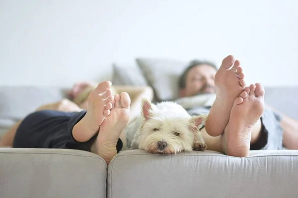 ev konfor beyaz köpek