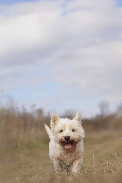 Sonbahar doğada aşağı çalışan mutlu beyaz köpek