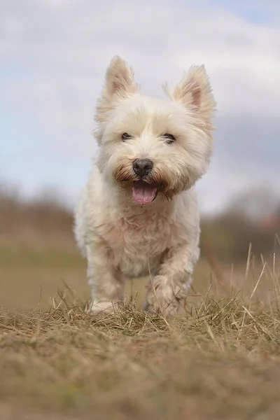 Sonbahar doğada aşağı çalışan mutlu beyaz köpek