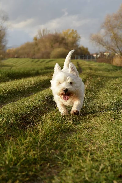 Sonbahar doğada aşağı çalışan mutlu beyaz köpek