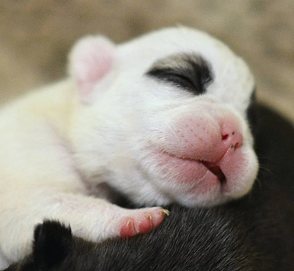 French Bulldog Ten Days Old — Stock Photo, Image