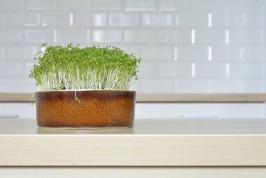 lahanası garden cress bir kase