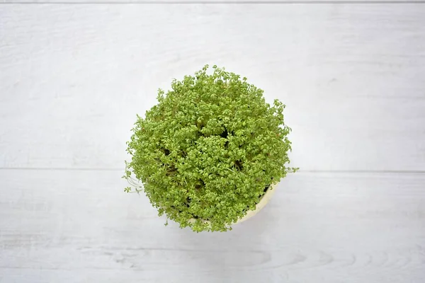 lahanası garden cress bir kase