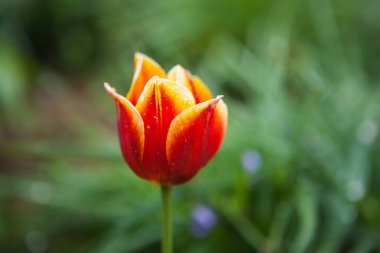yağmur gün Kamelya çiçeği.