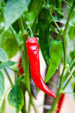 Chili peppers Bush Bahçe