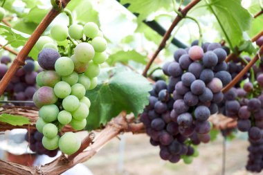 Olgun üzüm bir bağ, Güney Kore.