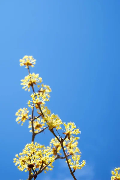 산딸나무의 노란색 — 스톡 사진