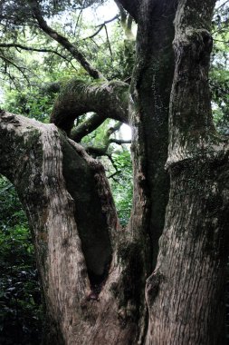 Bijarim orman. Dünyanın en büyük tek tür ormanı. Jeju, Kore.