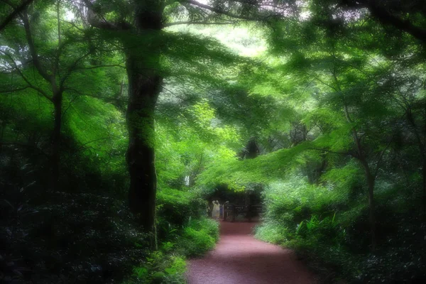 Bijarim Les Největší Les Jednoho Druhu Světě Jeju Korea — Stock fotografie