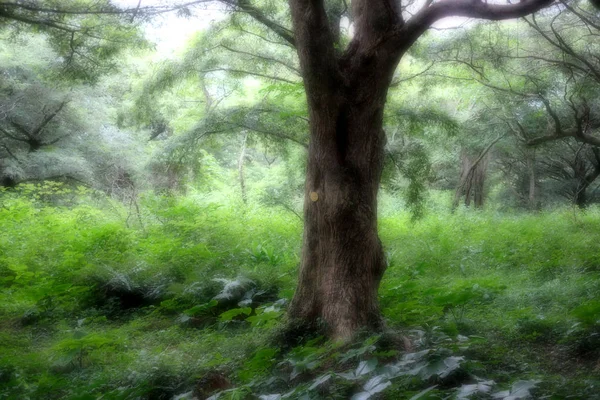 Bijarim Forest Largest Single Species Forest World Jeju Korea — Stock Photo, Image