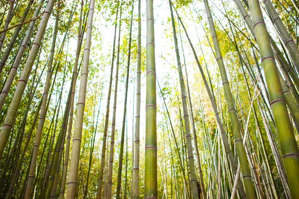 Bosque Bambú Bosque Bambú Condado Damyang Corea Del Sur — Foto de Stock
