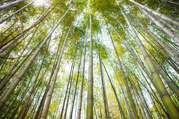 Bamboebos Bamboebos Damyang County Zuid Korea — Stockfoto