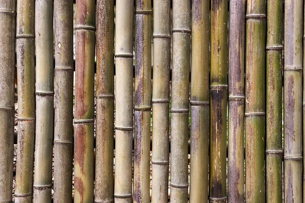 Bamboo grove, bamboo forest at Damyang County, South Korea.