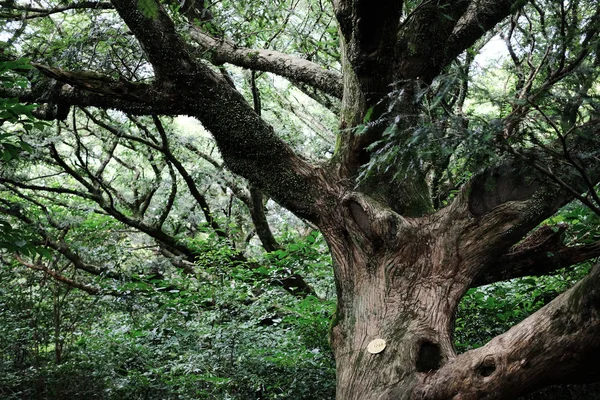 Bosque Bijarim Largest Single Species Forest World Jeju Corea — Foto de Stock