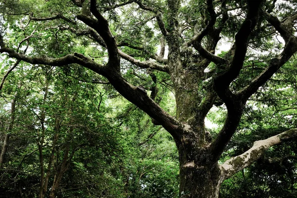 Foresta Bijarim Più Grande Foresta Singole Specie Del Mondo Jeju — Foto Stock