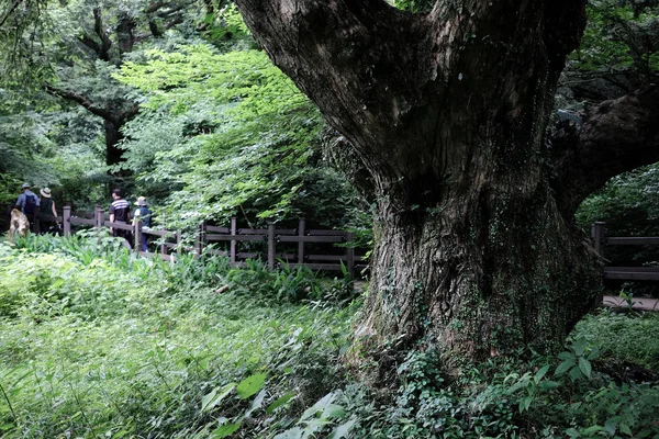 Forêt Bijarim Grande Forêt Une Seule Espèce Monde Jeju Corée — Photo