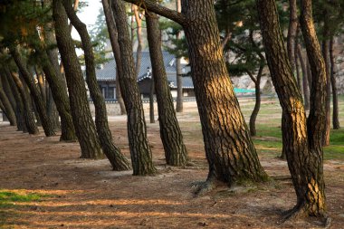 Çam ağacı ormanda Kore Gyeongju.